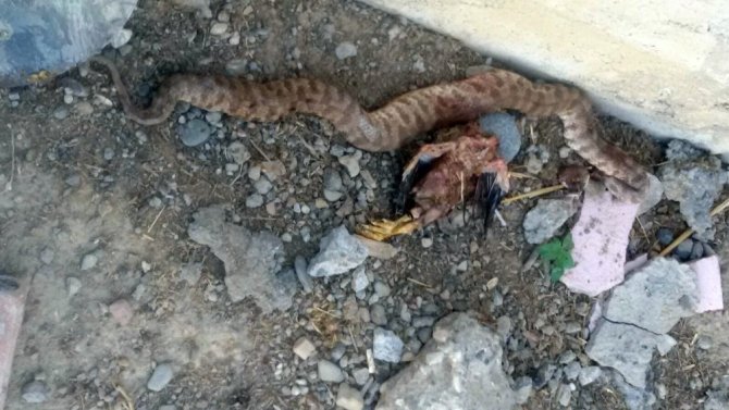 Öldürülen yılanın karnından tavuk çıktı
