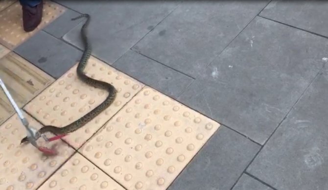 Bu yılan şehir merkezinde yakalandı