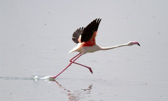 Flamingo yavruları Tuz Gölü’nde efsane yürüyüşlerine başladı