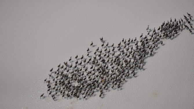 Flamingo yavruları Tuz Gölü’nde efsane yürüyüşlerine başladı