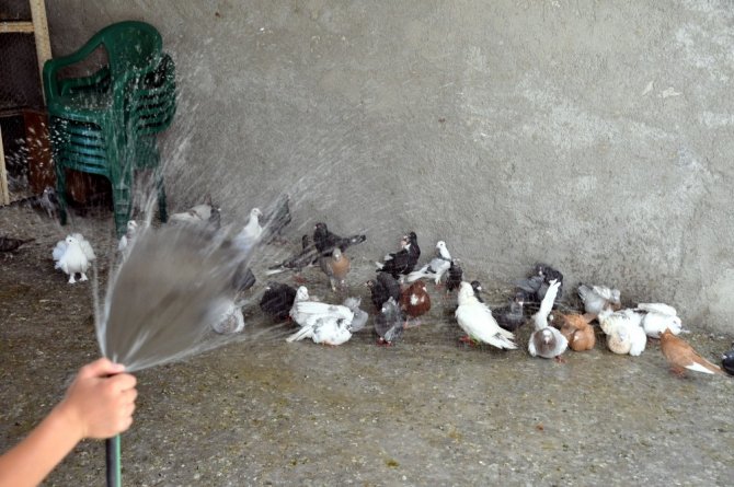Güvercinler de sıcaktan korunmanın yolunu buldu