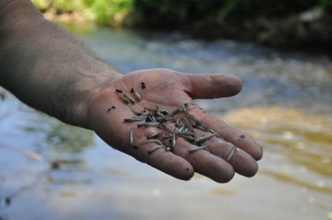 Yüzlerce tatlı su kefali yavrusu öldü