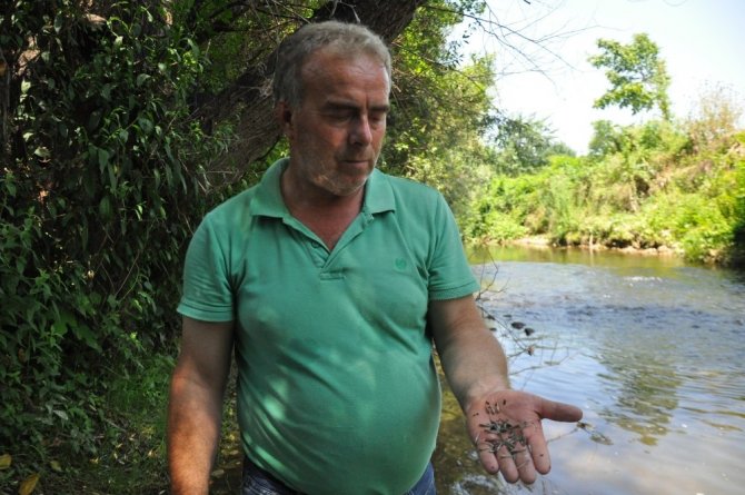 Yüzlerce tatlı su kefali yavrusu öldü