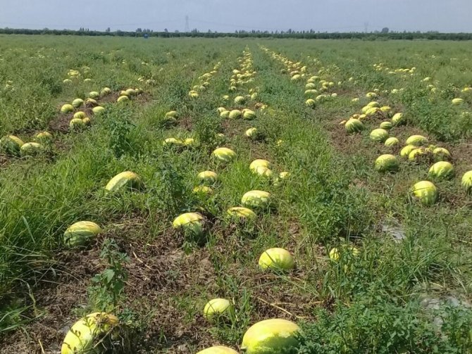 Ürünleri sıcaktan yanan çiftçi destek bekliyor