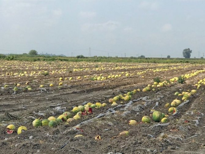 Ürünleri sıcaktan yanan çiftçi destek bekliyor