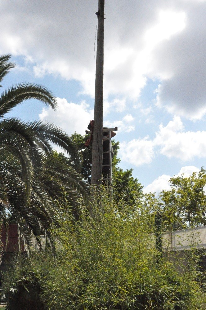 6 metrelik direğe asılı olan eti alan kaplan vatandaşlara şov yaptı