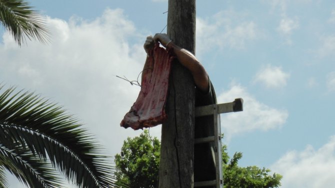 6 metrelik direğe asılı olan eti alan kaplan vatandaşlara şov yaptı