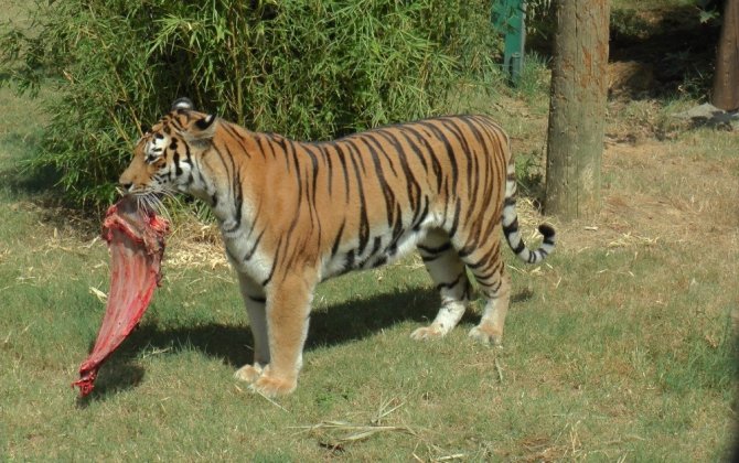 6 metrelik direğe asılı olan eti alan kaplan vatandaşlara şov yaptı