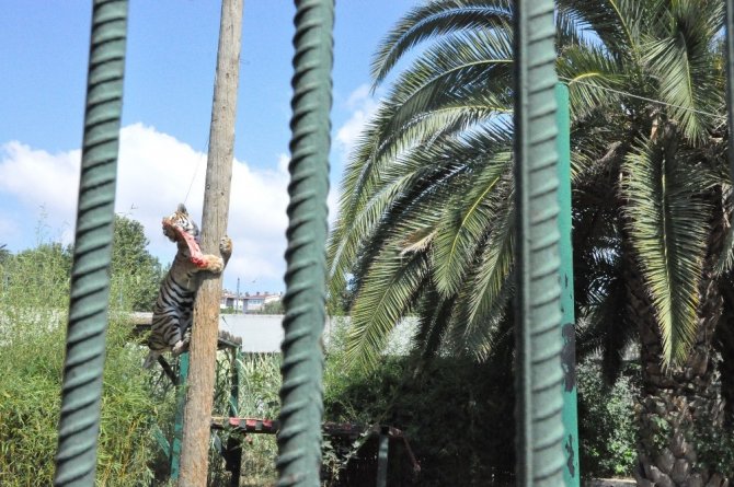 6 metrelik direğe asılı olan eti alan kaplan vatandaşlara şov yaptı