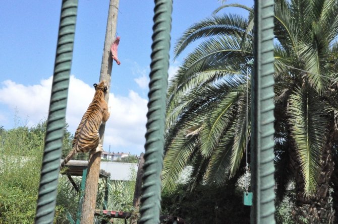 6 metrelik direğe asılı olan eti alan kaplan vatandaşlara şov yaptı