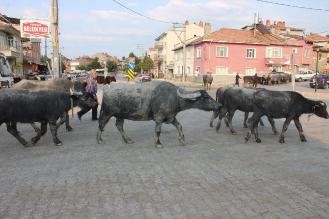 Japonlar iğne oyalarını incelemek ve manda görmek için geldi