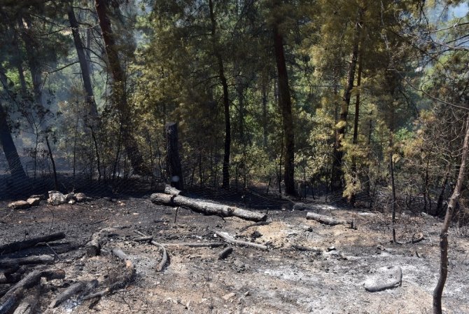 Dursunbey’de orman yangını
