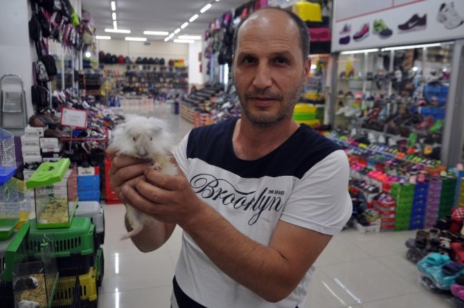 Adı domuz domuz değil, sincaba benziyor sincap değil