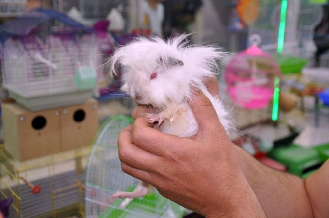 Adı domuz domuz değil, sincaba benziyor sincap değil