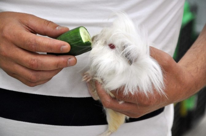 Adı domuz domuz değil, sincaba benziyor sincap değil