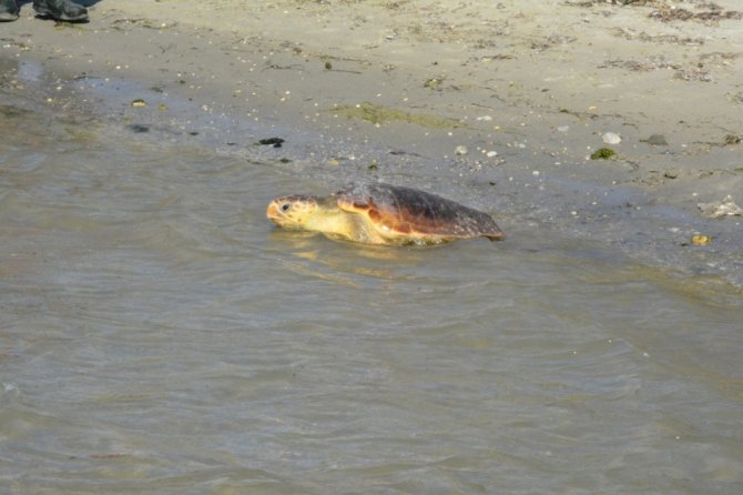 2 deniz kaplumbağası denize geri döndü