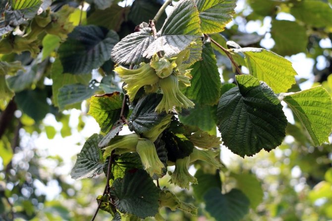 Ferrero Fındık yetkilileri üretici ile bir araya gelerek bahçe günleri yapıyor