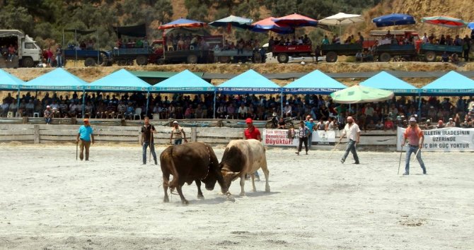 Germencik Alangüllü Arena boğa güreşine hazır