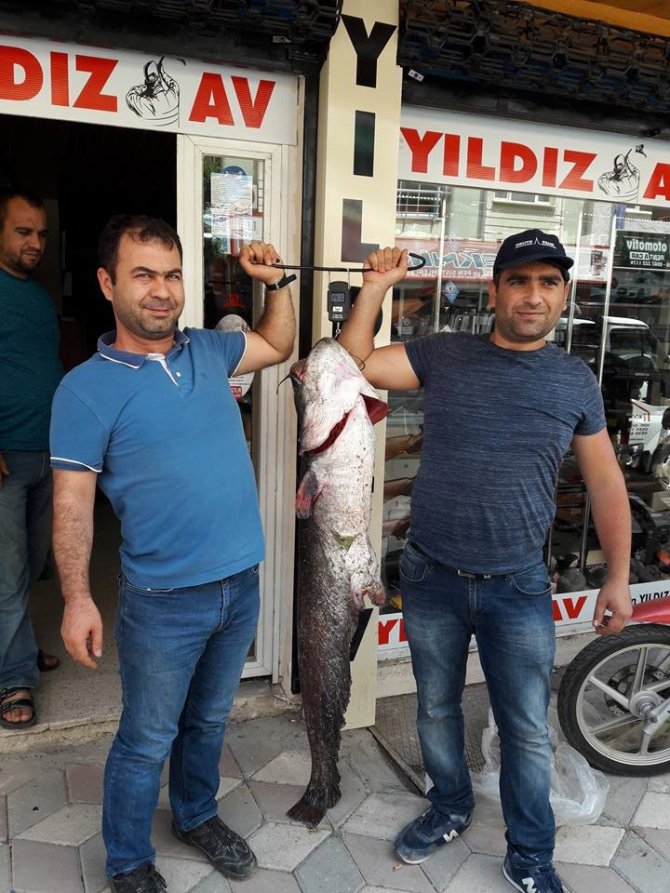 44 kiloluk yayın balığı yakaladılar