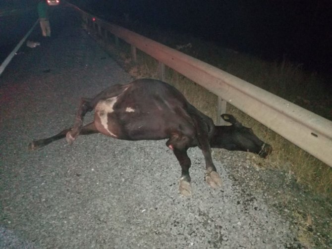 Yola çıkan inek kazaya neden oldu: 9 yaralı