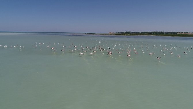 Van Gölü’nde flamingoların dansı