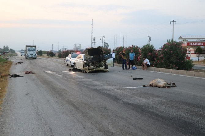 Adana’da otomobil sürüye daldı: 30 hayvan telef oldu