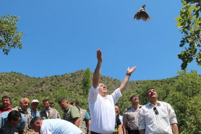 Tosya’da 500 keklik doğaya salındı