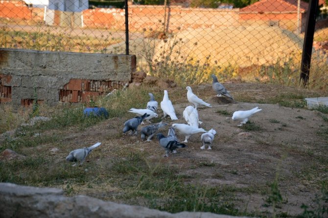 Şampiyon taklacı güvercinler seçiliyor