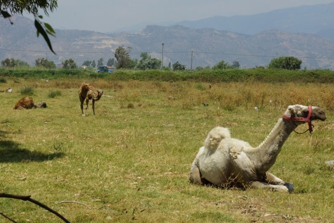 İran değil Aydın, meradaki develer Aydın’da bahar havasının keyfini çıkarıyor