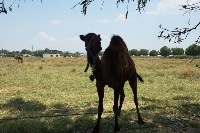 İran değil Aydın, meradaki develer Aydın’da bahar havasının keyfini çıkarıyor
