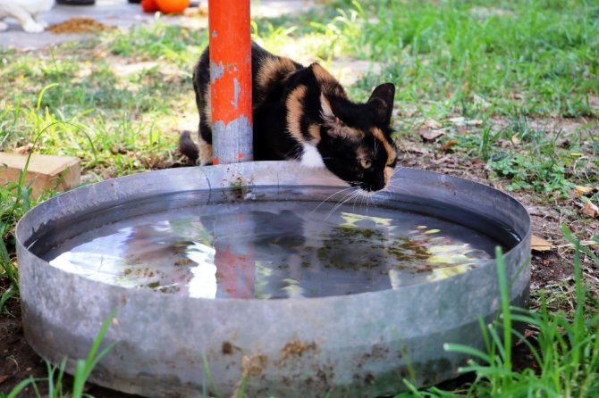 Turizm elçisi kedilerin koruması fenomen köpek ’Aras’