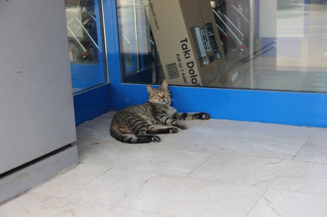 Sıcaktan bunalan kedi marketin kapısını mesken tuttu