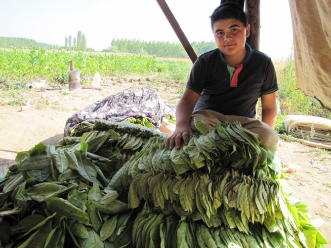 Çiftçiler, daha karlı olan tütün ekimine yöneldi