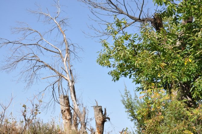 Kestane ağaçlarında dal kanseri mücadelesi