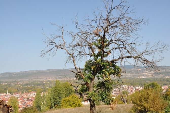 Kestane ağaçlarında dal kanseri mücadelesi
