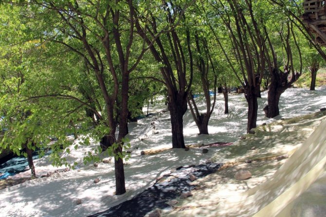Tunceli’nin köyünden dünyaya açılan dut