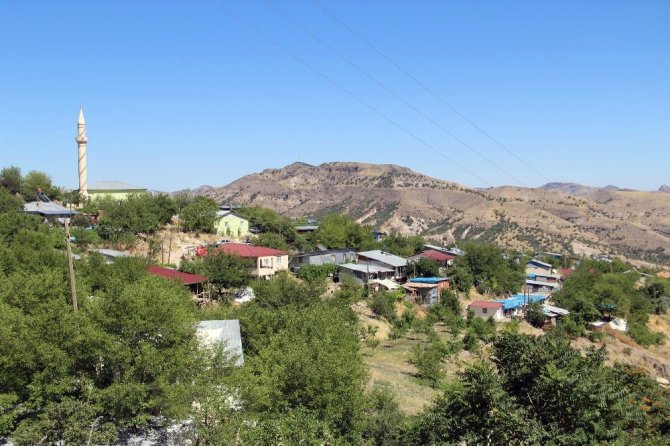 Tunceli’nin köyünden dünyaya açılan dut
