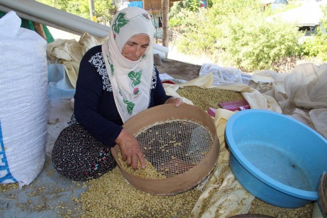 Tunceli’nin köyünden dünyaya açılan dut