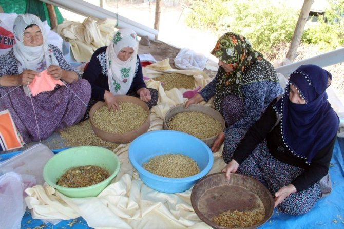 Tunceli’nin köyünden dünyaya açılan dut