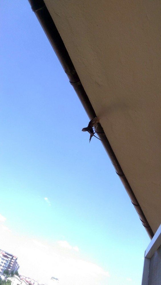 Çatıda mahsur kalan kuşu itfaiye kurtardı