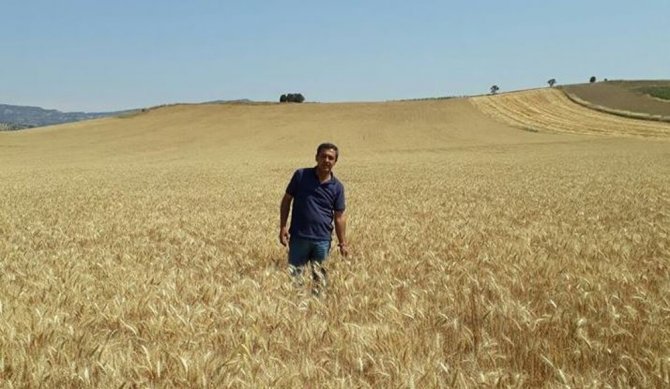 Belediye vatandaşlar için buğday ekti