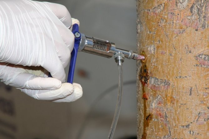 Elazığ’da ağaçlar enjeksiyon yöntemiyle korunuyor