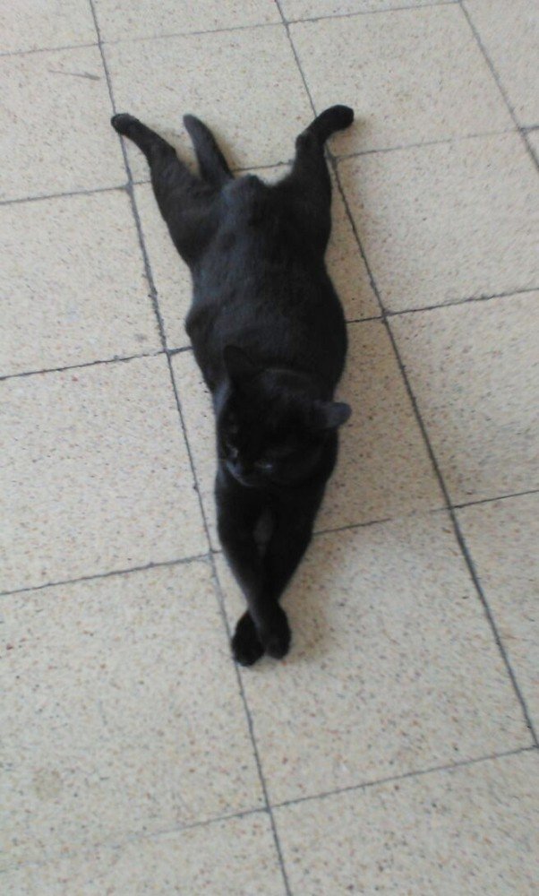 Sirkeci Garı’nda patilerini üst üste atarak uzanan kediye yoğun ilgi