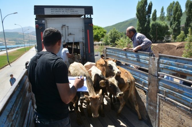 Tatvan’da 22 genç çiftçiye 132 büyükbaş hayvan dağıtıldı