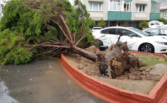 Fırtına nedeniyle ağaçlar araçların üzerine devrildi