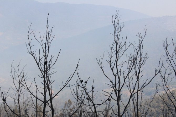 500 hektarda etkili olan yangın kısmen kontrol altında