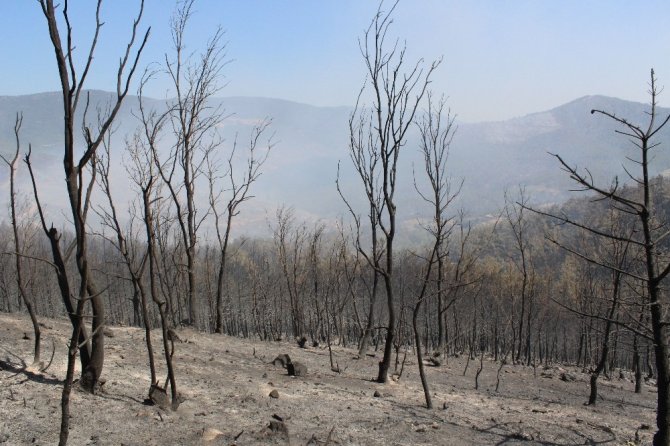 500 hektarda etkili olan yangın kısmen kontrol altında