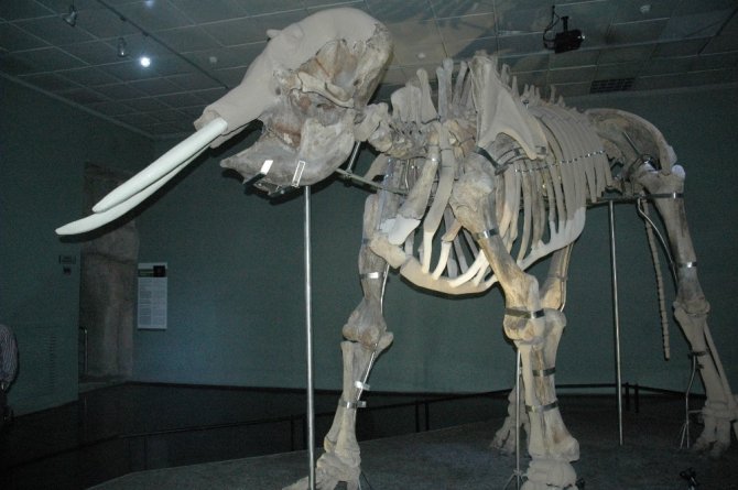 Kahramanmaraş’ın fil müzesi