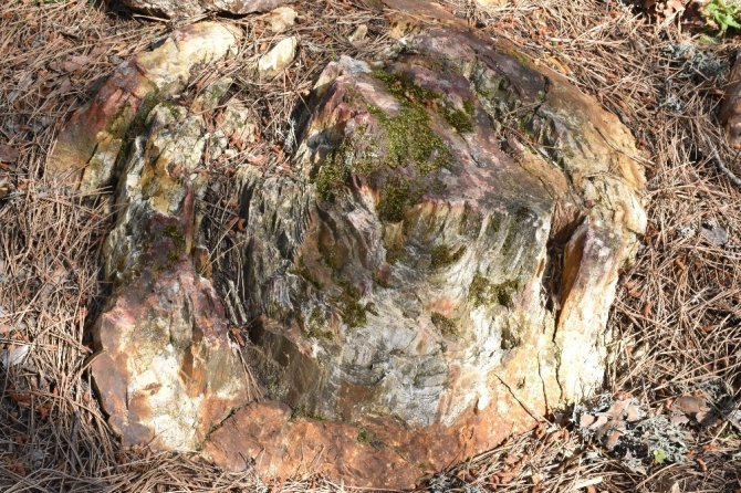 Soğuksu Milli Parkı, milyonlarca yıllık ağaç fosillerine ev sahipliği yapıyor