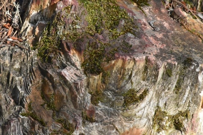 Soğuksu Milli Parkı, milyonlarca yıllık ağaç fosillerine ev sahipliği yapıyor